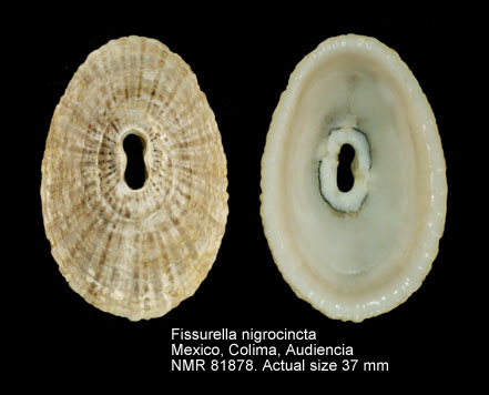 Fissurella nigrocincta.jpg - Fissurella nigrocincta Carpenter,1856